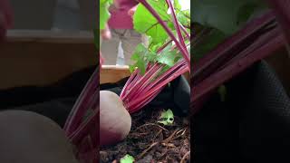 First time I planted beetroots in Norway.