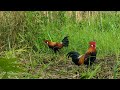 AYAM HUTAN BANYAK DRAMA BERHASIL DIRINGKUS PIKAT GAGAP