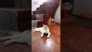 കല്യാണം കഴിഞ്ഞതാണോ #animallover #catvideos #shortsvideo