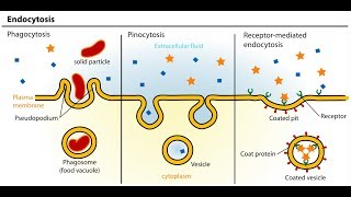 Endocytosis And Exocytosis Animation - Full HD (1080p)