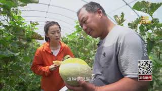 《田间示范秀》 20211130 黄河岸边蜜瓜香|农业致富经 Agriculture And Farming