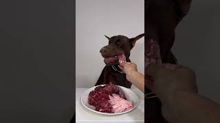 doberman ASMR🐾❤️‍🔥