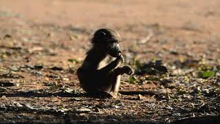 Juvenile Baboon - Kruger National Park