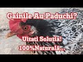 Get Rid Of Lice From Chickens Effectively And Safely 100% Natural