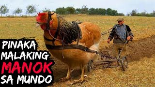 Grabe ang Laki ng Manok | 10 Pinaka Malaking Manok sa Buong Mundo