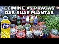 Detergente Neutro Nas Plantas Do Jardim e Suculentas - RECEITA CORRETA CONTRA COCHONILHAS