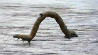 Inchworm moving around - geometer moth larvae