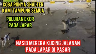 Masya Allah Kucing Liar Pasar Banyak Yang Kelaparan..!