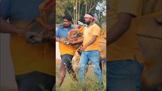 Boll Reddiyar ❤️‍🔥 #deepanmanju_photography #bull #erudhukattu #bullraces #shorts