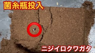 ニジイロクワガタ菌糸瓶投入　#クワガタ