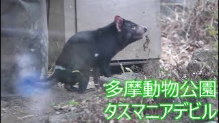 多摩動物公園　タスマニアデビル