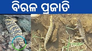 jhitipiti| ବିରଳ ଝିଟିପିଟି 😱😱😱😱✔️