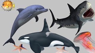 We Learn Marine Creatures 🐳🦈🦞- Getting to Know the Sea Creatures - Animals That Live in the Sea