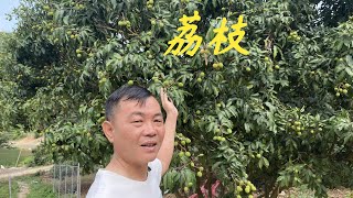 【老林赶野】最近好多粉絲問老林荔枝熟沒，今天老林帶大家去看看，今年要少3分之2