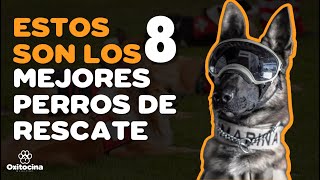 TOP 8 MEJORES PERROS DE RESCATE