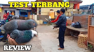 TEST TERBANG DAN REVIEW MERPATI DARI KIOS PASAR LEGI PARAKAN TEMANGGUNG