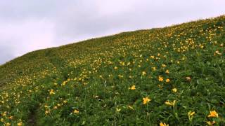 2015 07 05和賀岳・薬師岳　ニッコウキスゲを見に行く