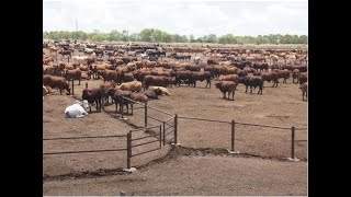 Managing Beef Cattle Feedlots