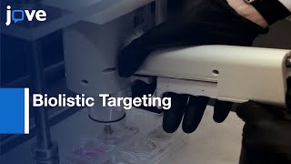 Biolistic Targeting in Organotypic Brain Slices with Gene Gun | Protocol Preview