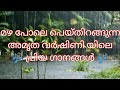 അമൃത വർഷിണി രാഗത്തിലെ പ്രിയ ഗാനങ്ങൾ@7notesMusics#amrithavarshiniragam