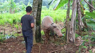 Waduh! Kawanan Pencuri Berhasil Membawa 7 Ekor Kerbau Milik Pak Camat di Rumpin