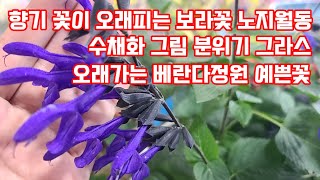 월동에 강한 가을정원 야생화꽃모종  화이트뮬리 핑크뮬리