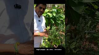 அறிய வகை மர 🌳 செடிகள் கிடைக்கும் 🌱 rare variety trees available