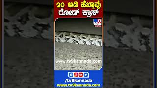 20 ಅಡಿ ಹೆಬ್ಬಾವು ರೋಡ್ ಕ್ರಾಸ್ #Python #Tv9S