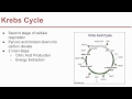 Ch. 9 Cellular Respiration