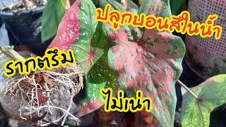 ปลูกบอนสีในน้ำ ไม่เน่า รากตรึม