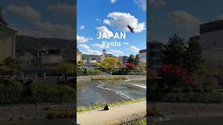 美麗的鴨川。Kamogawa | Kyoto