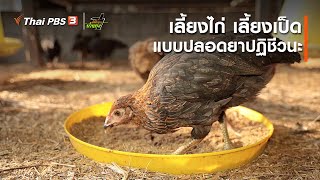 เลี้ยงไก่-เลี้ยงเป็ดแบบปลอดยาปฏิชีวนะ : คลิปบ้านทุ่ง