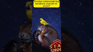 Sincabın kafasındaki kuş kendisine yiyecek mi arıyor? #bird #kuş #viral #happy #game #funny #post