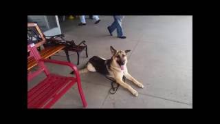 Houston Dog Training- previously dog aggressive German Shepherd | The Devoted Dog LLC