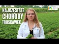 NAJCZĘSTSZE CHOROBY TRUSKAWEK 🍓