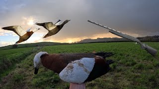 2025 NZ Paradise duck shooting in wet paddock’s!