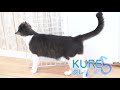 nyankurutv vol.3 にゃんくるtv【かわいい猫カフェ／保護猫】【cute cat cafe】