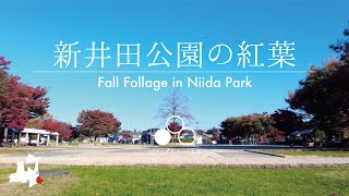 【八戸：新井田公園の紅葉】川岸に面した色づく紅葉の新井田公園。ポカポカ陽気の散歩をご一緒に。