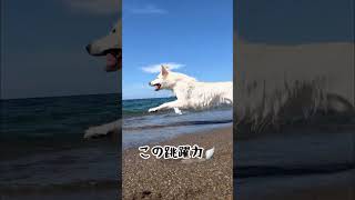 【可愛い】海でディスクを楽しむホワイトスイスシェパード#shorts