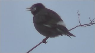 ムクドリの鳴き声（冬の朝の鳴き声） White-cheeked Starling