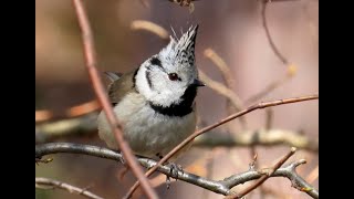 1232. Znáte sýkory České republiky? #birds #birdwatching #birdsounds