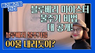 블루베리 마이스터들만 안다는 물주기 비법입니다. 블루베리물주기 블루베리관수 블루베리수확기 블루베리착색기