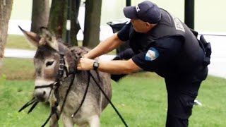 Cop Rides Donkey To Catch Criminal  | Just For Laughs Gags