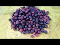 top 10 benefits of falsa fruit top 10 10 reasons to love this seasonal fruit 2024