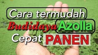 Cara termudah budidaya azolla di kolam terpal dan cepat panen