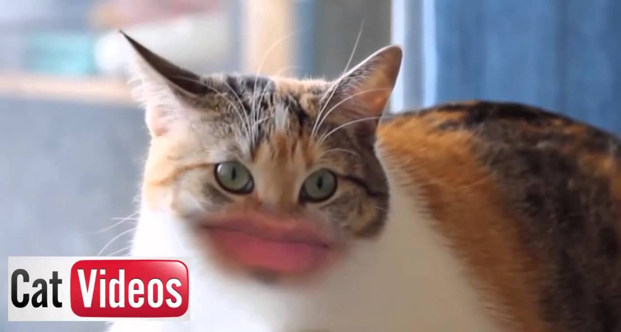Epic World Best Funny Video Cats With Human Mouths Youtube