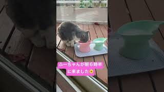 #ケガをした野良猫さん保護 #cat #毎日我が家に来る野良猫 #地域猫