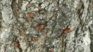 Multicolored Asian Lady Beetle Mating