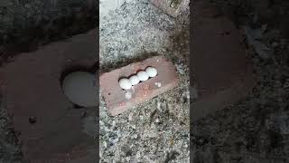 WHAT a 😱MAGIC ✨🎩🔮pigeons grow from eggs🥚 #shots #kabutar  #viral