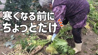 【畑仕事】寒い時外に出たくないので食べる分だけ野菜を収穫した90歳のばあちゃん【田舎暮らし】